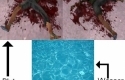 Ultimative Blood and Water